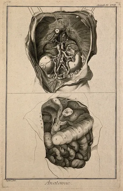 The anatomy of the abdomen, showing the kidneys, the intestines, etc., after Haller