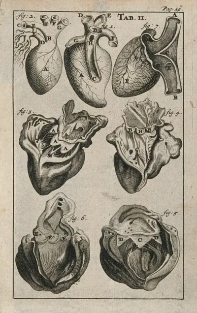 The anatomy of the heart