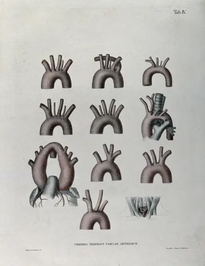 The aortic arch and the arteries of the neck: eleven figures