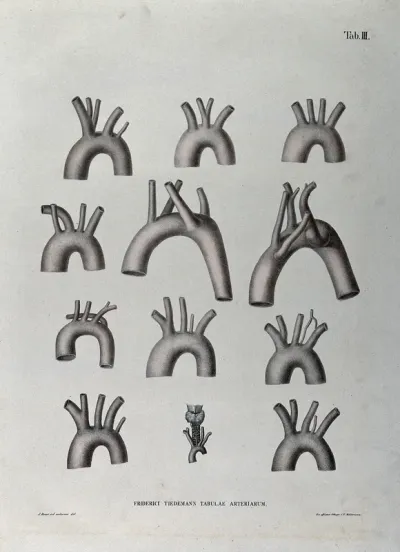 The aortic arch and the arteries of the neck: twelve figures