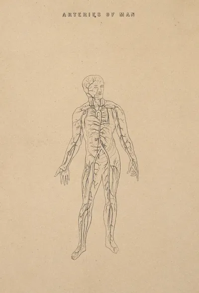 The arterial system: illustration of a human figure, showing the veins and arteries