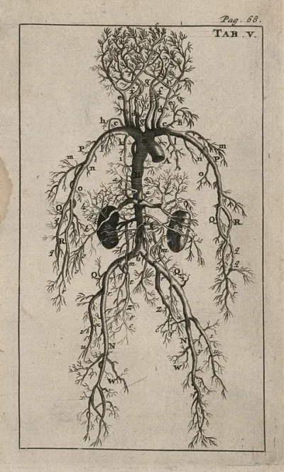 The arterial system of human foetus