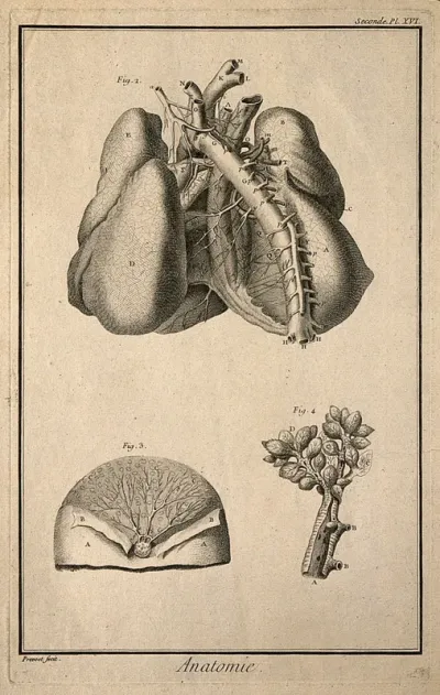 The arteries and lungs (fig