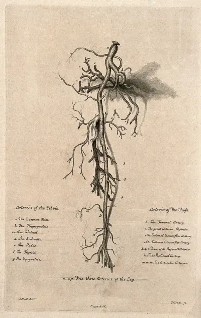 The arteries of the pelvis and leg, lettered for key