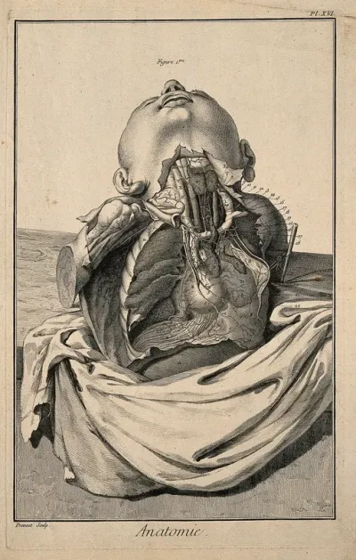The arteries of the thorax, after Haller