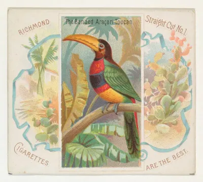 The Banded Aracari Toucan, from Birds of the Tropics series (N38) for Allen & Ginter Cigarettes