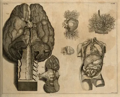 The base of the brain with part of the medulla oblongata, the blood vessels injected with wax, and the cerebellum (Table XII, figs 1-2), after Cowper in Ridley (1695); the foetal heart, the larynx and the viscera (Table XIII), after an etching by G