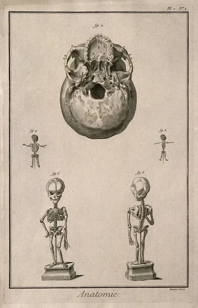 The base of the skull and foetal skeletons of different ages