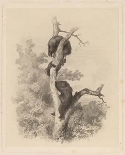 The Bears