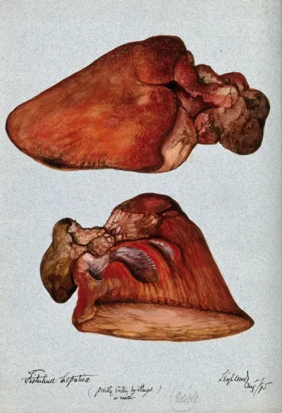 The beefsteak fungus (Fistulina hepatica): two fruiting bodies