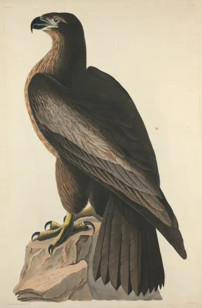 The Bird of Washington or Great American Sea Eagle