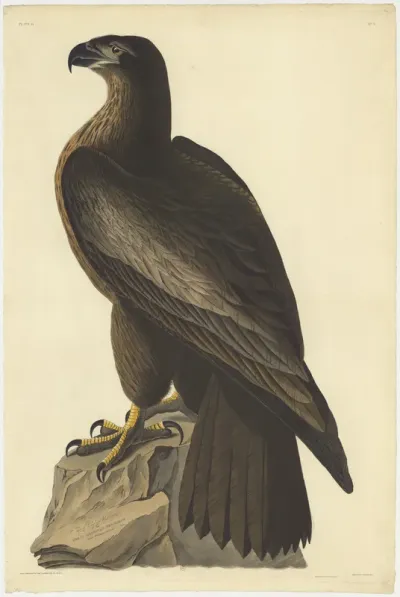 The Bird of Washington or Great American Sea Eagle