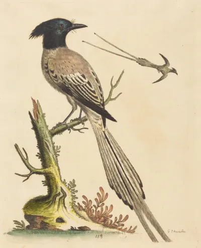 The Black and White Crested Bird of Paradise