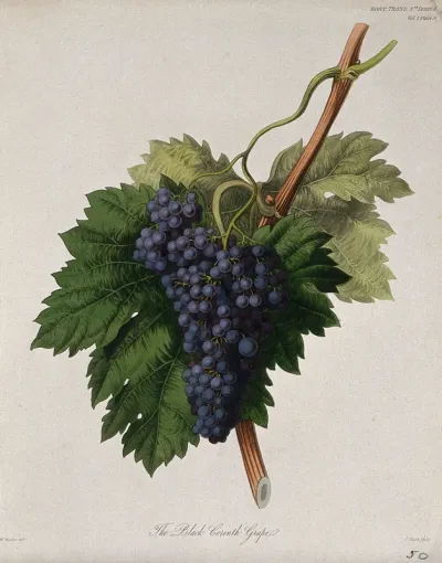 The Black Corinth grape (Vitis vinifera cv.): fruiting branch