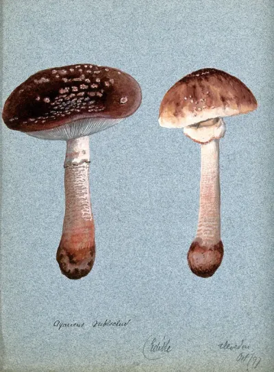 The blusher fungus (Amanita rubescens): two fruiting bodies