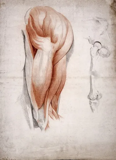 The bones and muscles of the hip and thigh