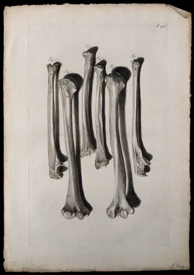 The bones of the arm