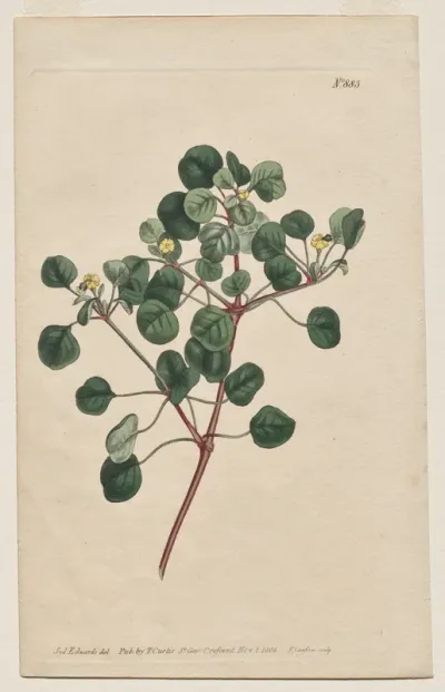 The Botanical Magazine or Flower Garden Displayed: Plate 883, Euphorbia Petiolaris. Long -Stalked Spurge