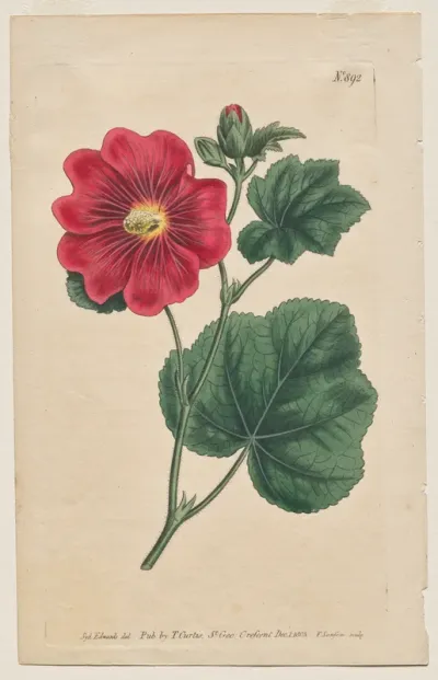 The Botanical Magazine or Flower Garden Displayed: Plate 892, Althaea Flexuosa. Seringapatam A Hollyhock . [Althea rosea]