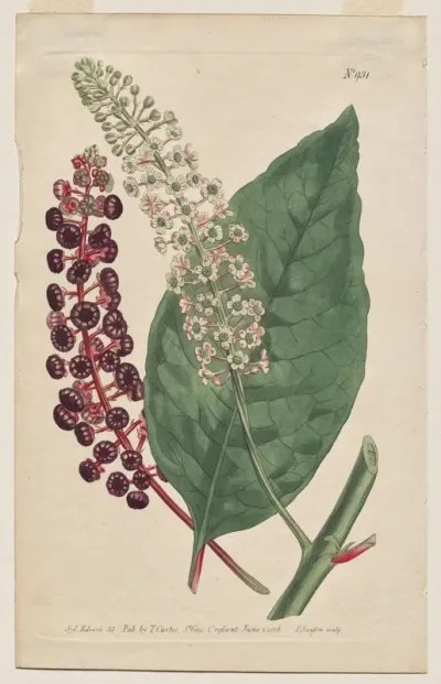 The Botanical Magazine or Flower Garden Displayed: Plate 931, Phytolacca Decandra. Virginian Poke. [Phytolaca Americana]