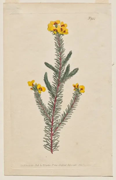 The Botanical Magazine or Flower Garden Displayed: Plate 944, Dillwynia Glaberrima. Smooth-Leaved Dillwynnia. [Dillwynia ericifolia gaberrima]
