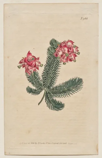 The Botanical Magazine or Flower Garden Displayed: Plate 966, Erica Elegans. Elegant Heath [Erica glauca]