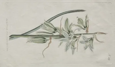 The Botanical Magazine or Flower Garden Displayed: Star of Bethlehem