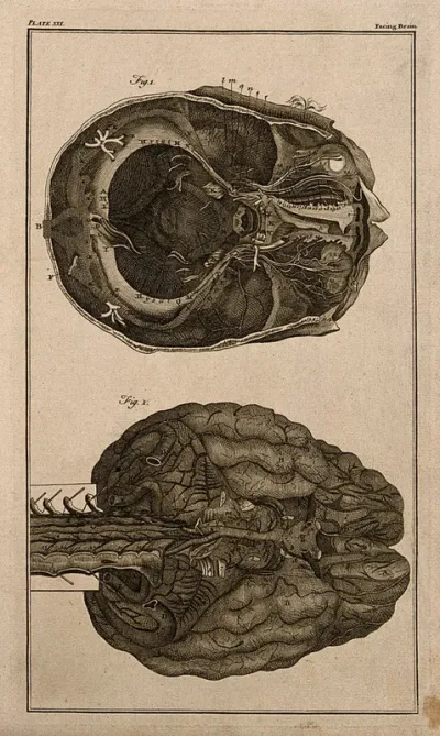 The brain, after Haller and Ridley