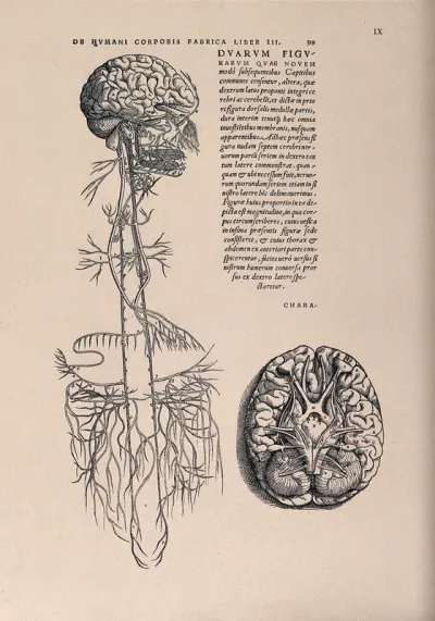 The brain, in right profile with the glossopharyngeal and vagus nerves and, to the right, a view of the base of the brain