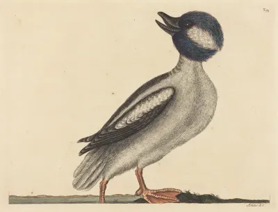 The Buffel's Head Duck (Anas bucephala)