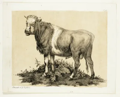 The Bull