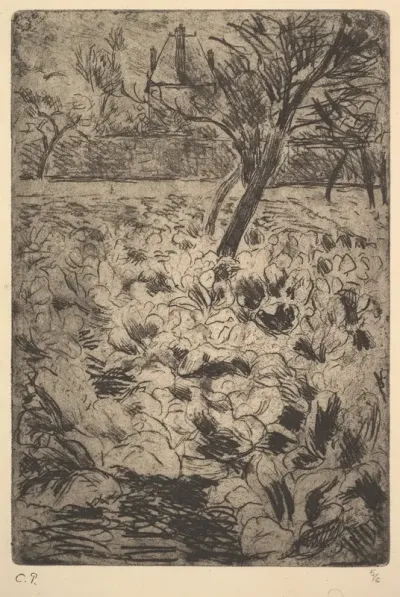 The Cabbage Field