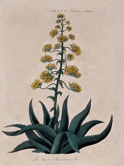 The century plant (Agave americana): flowering stem