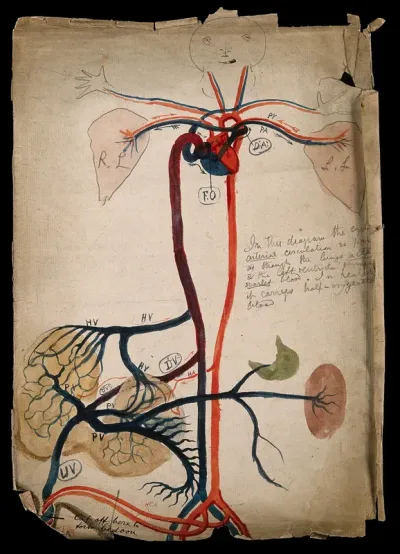 The circulatory system: diagram showing the heart, arteries, lungs and major organs, with a cartoon-style face and hands