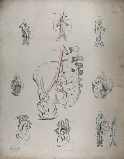 The circulatory system: diagrams showing the heart, kidneys and pelvic bones, with the arteries and veins indicated in red and blue