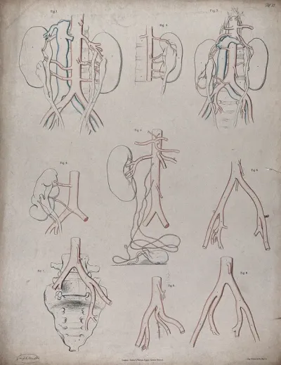 The circulatory system: diagrams showing the kidneys and sacrum, with the arteries and veins indicated in red and blue