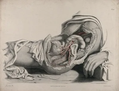 The circulatory system: dissection of the abdomen and pelvic region of a woman, side view, showing the intestines and bladder (?), with the arteries indicated in red
