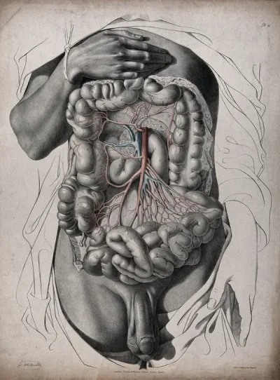 The circulatory system: dissection of the abdomen showing the large intestine, with the arteries and veins indicated in red and blue