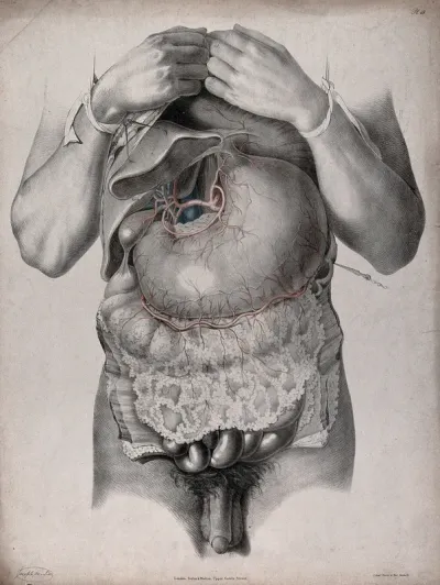 The circulatory system: dissection of the abdomen showing the stomach, with arteries and veins indicated in red and blue