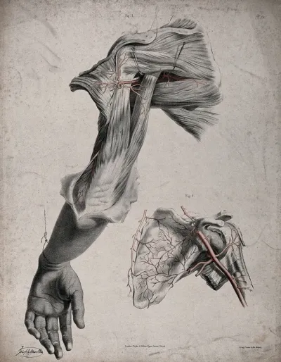 The circulatory system: dissection of the back of the upper arm and the shoulder, with a detail showing the scapula and with arteries and blood vessels indicated in red