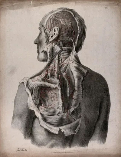 The circulatory system: dissection of the back, shoulder, neck, and back of the head of a man, with blood vessels indicated in red