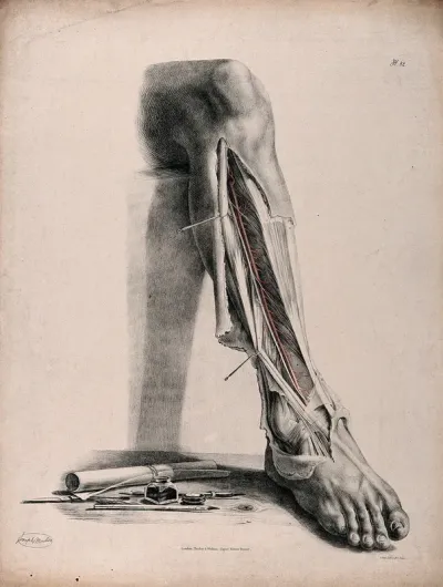 The circulatory system: dissection of the front of the lower leg and the ankle, with arteries (?) indicated in red and blue