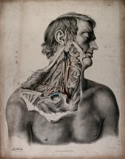 The circulatory system: dissection of the neck and shoulder of a man, with arteries, blood vessels and veins indicated in red and blue