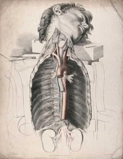 The circulatory system: dissection of the neck and thorax, with the arteries indicated in red and the veins in blue