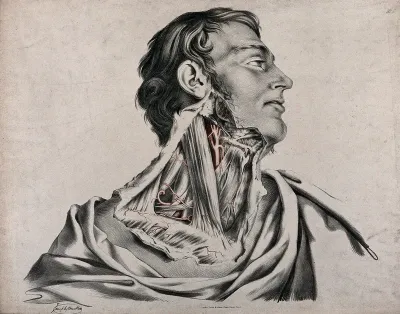 The circulatory system: dissection of the neck of a man, with arteries and blood vessels indicated in red