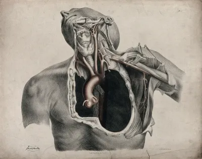The circulatory system: dissection of the neck, shoulder and thorax of a man, with aorta, arteries and blood vessels indicated in red