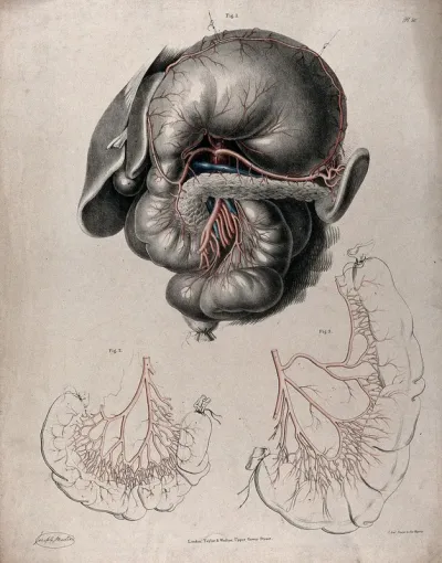 The circulatory system: dissection of the stomach and intestines, with the arteries and veins indicated in red and blue