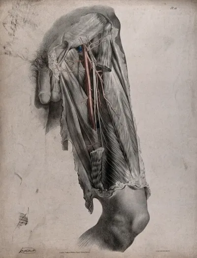 The circulatory system: dissection of the thigh of a man, with the arteries and veins indicated in red and blue