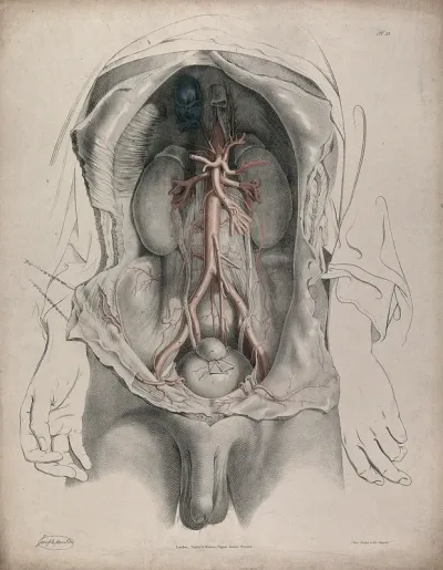 The circulatory system: dissection of the torso showing the kidneys and bladder, with the arteries and veins indicated in red and blue