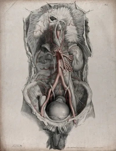 The circulatory system: dissection of the torso showing the kidneys and bladder, with the arteries indicated in red